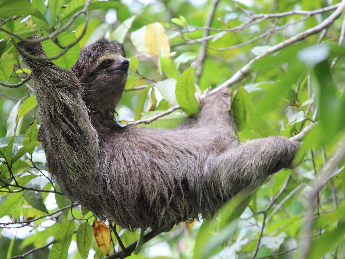 Exploring Tortuguero (via Poas&nbsp;Volcano)