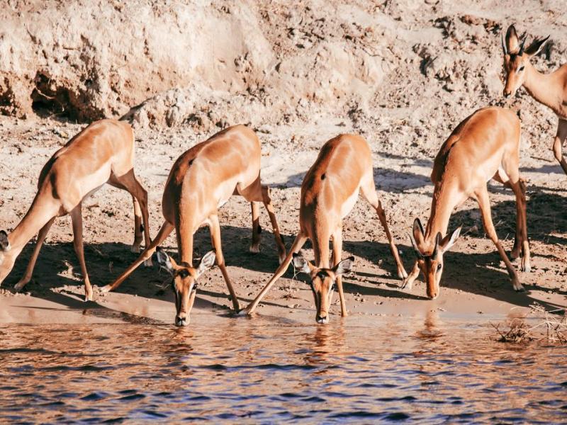 A safari break in the Moremi Game&nbsp;Reserve