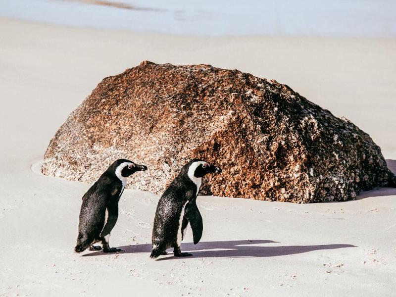 Penguins in the Cape&nbsp;Peninsula