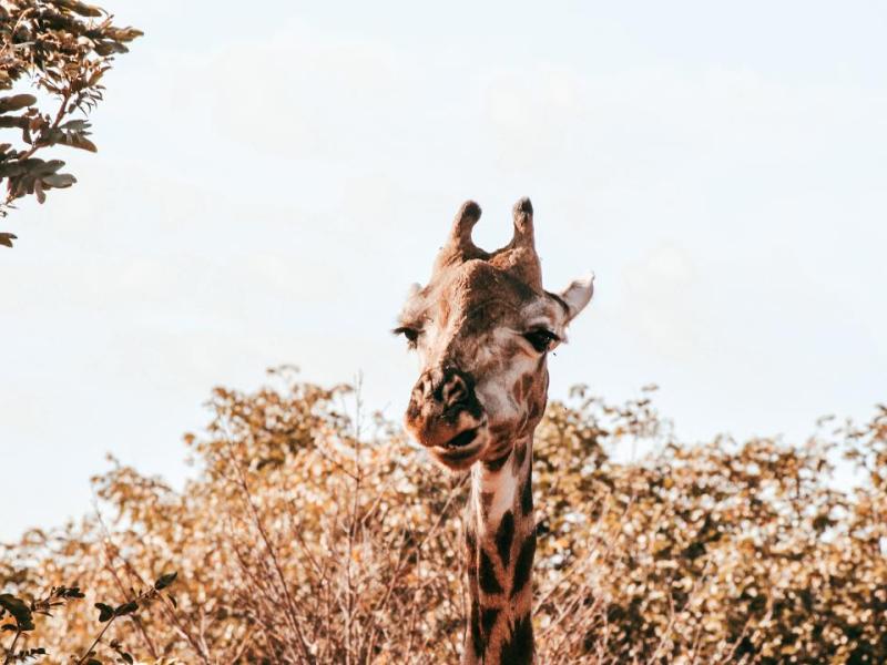 A weekend at Chobe Game&nbsp;Lodge