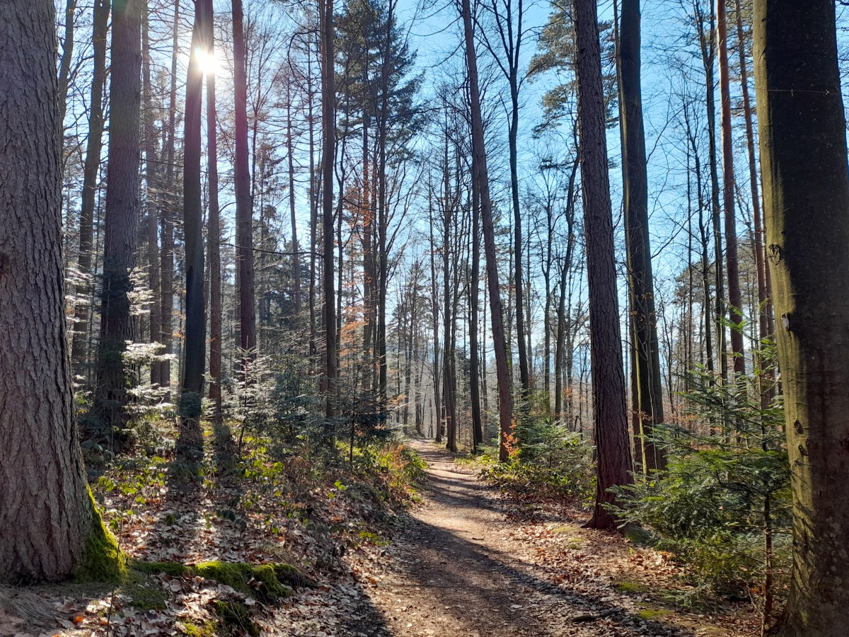 The Black Forest: Hiking the Panorama&nbsp;Way