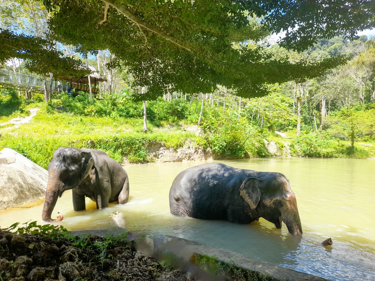 A Morning with the Elephants at Phuket Elephant&nbsp;Sanctuary