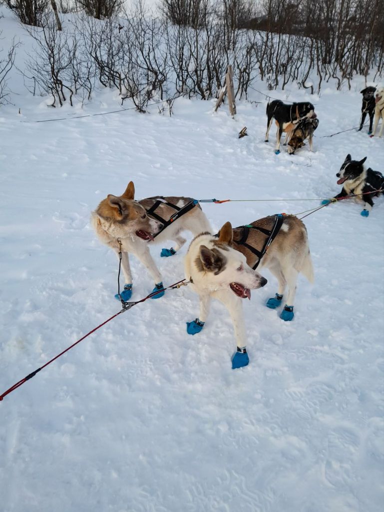 Tromso Dog Sledding