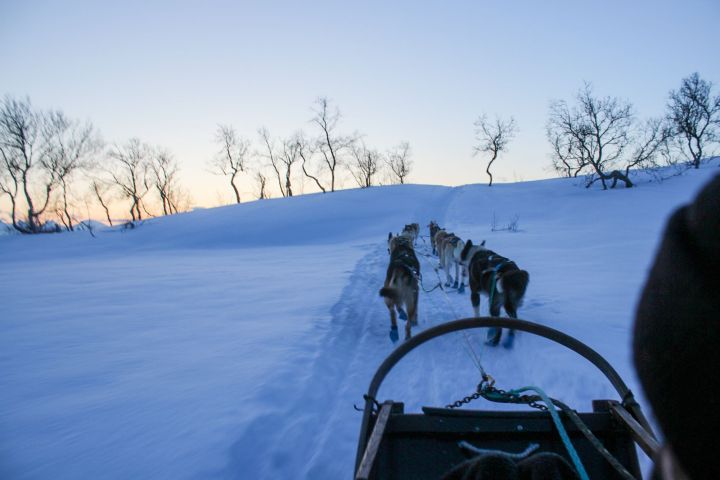 Tromso Dog Sledding