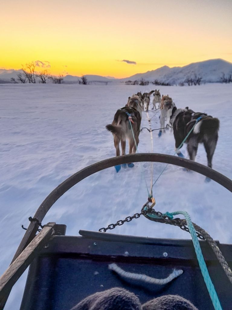 Tromso Dog Sledding