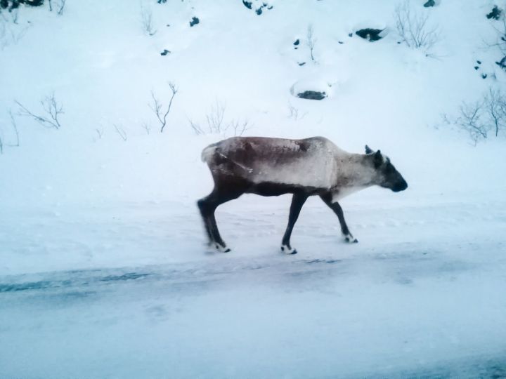 Sommaroy Reindeer 
