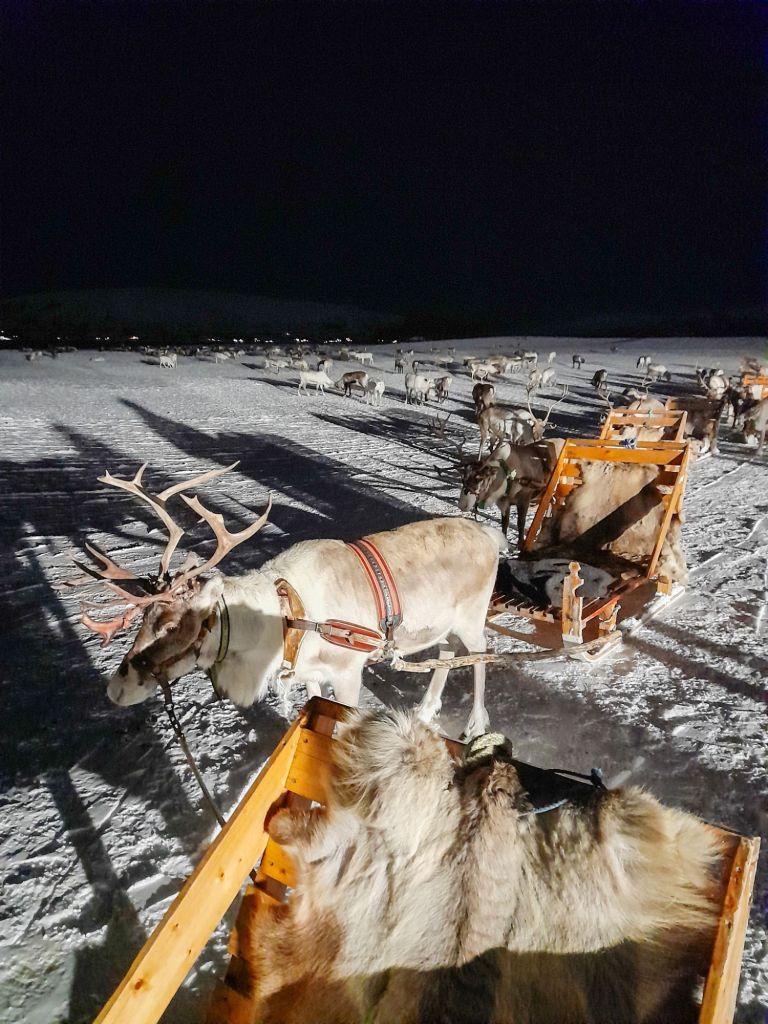 Tromso Reindeer Ride