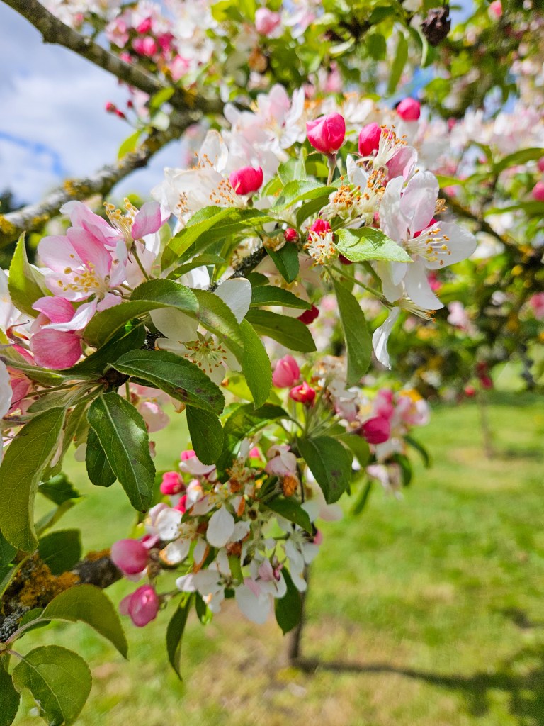 National Memorial Arboretum