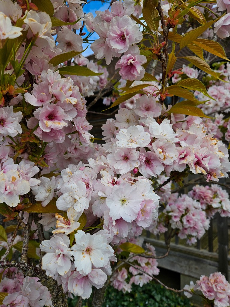 National Memorial Arboretum