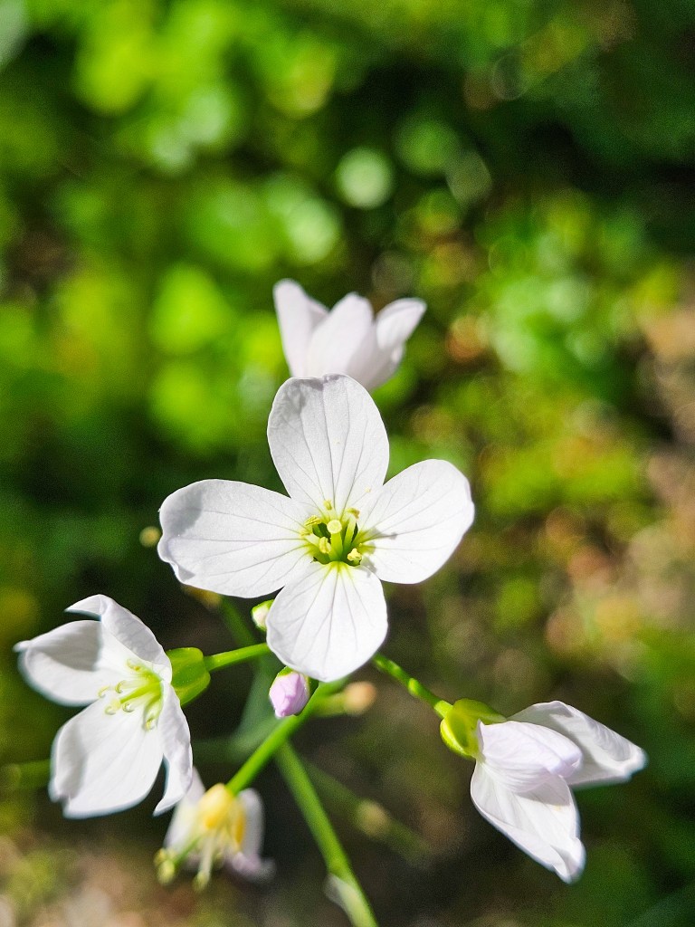 Gothenburg Botanical Garden