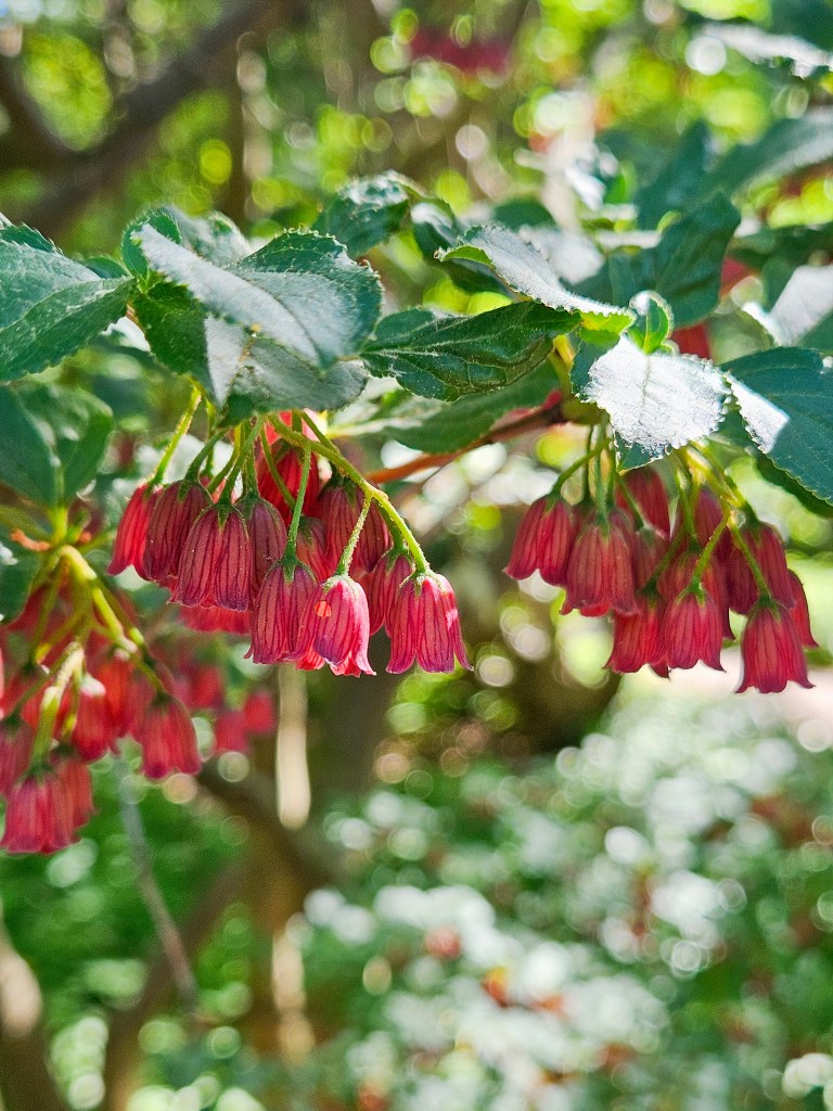 Gothenburg Botanical Garden