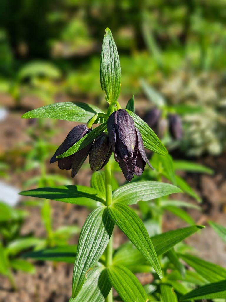 Gothenburg Botanical Garden