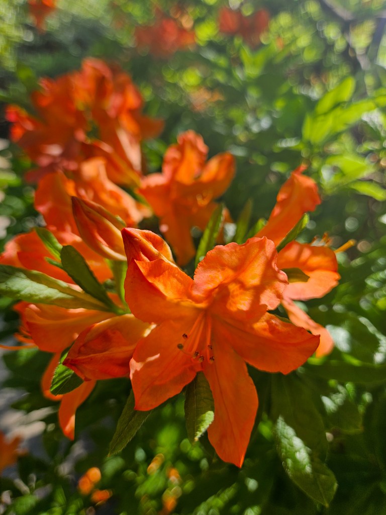 Gothenburg Botanical Garden