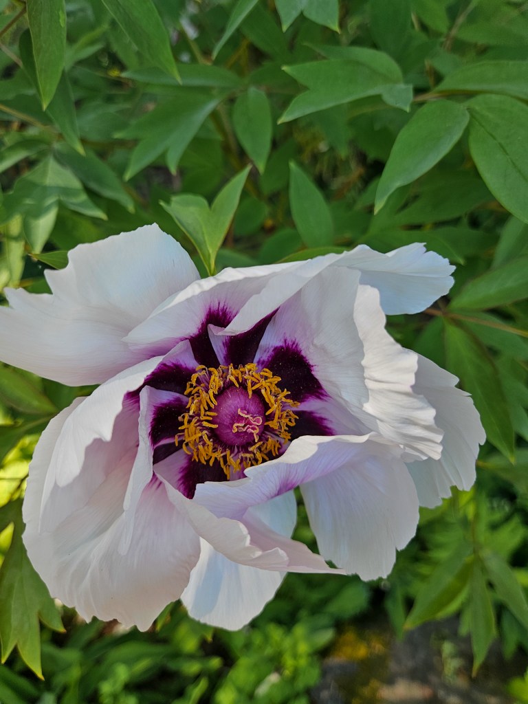 Gothenburg Botanical Garden