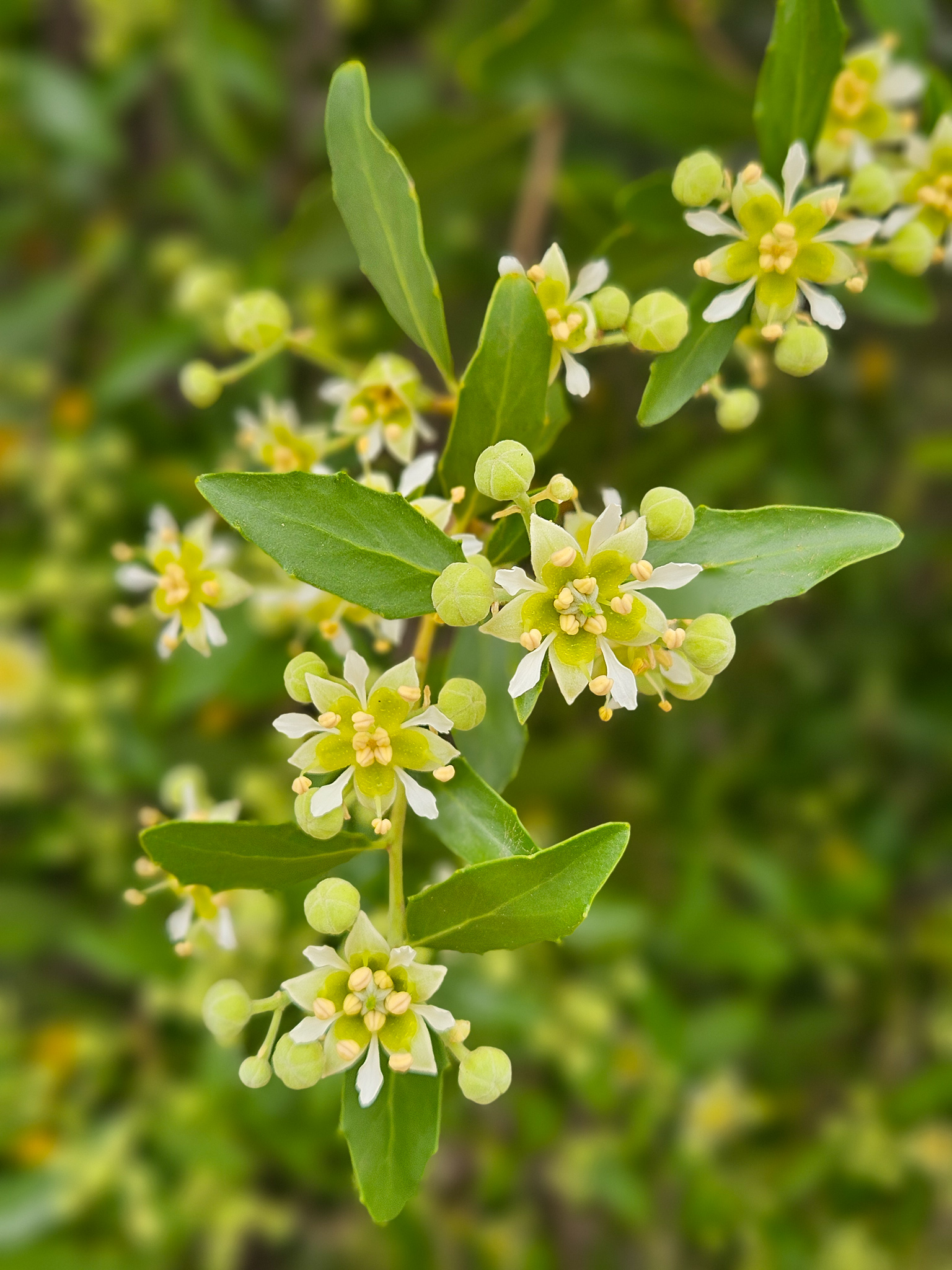 Barcelona Botanical Gardens