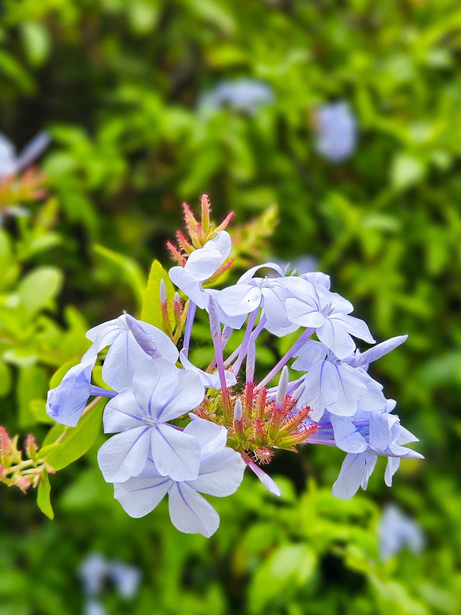 Barcelona Botanical Gardens