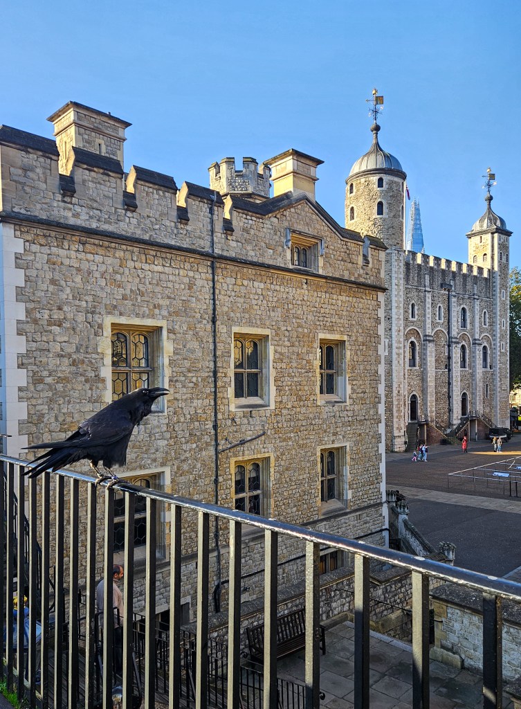 Tower of London ravens
