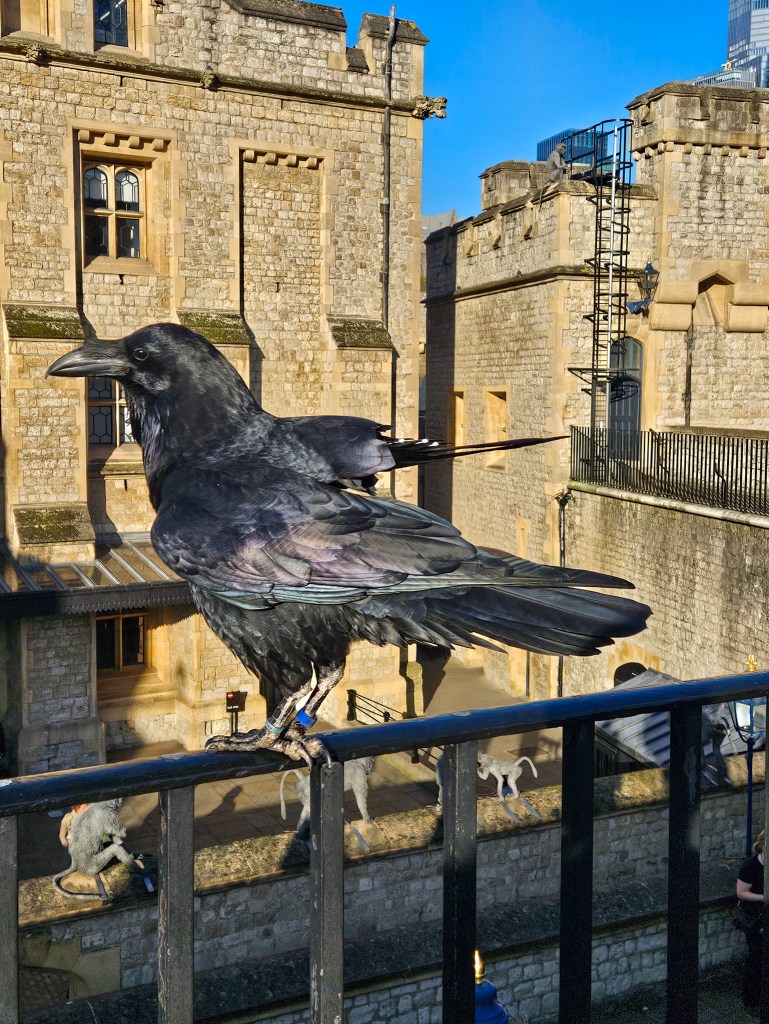 Tower of London ravens