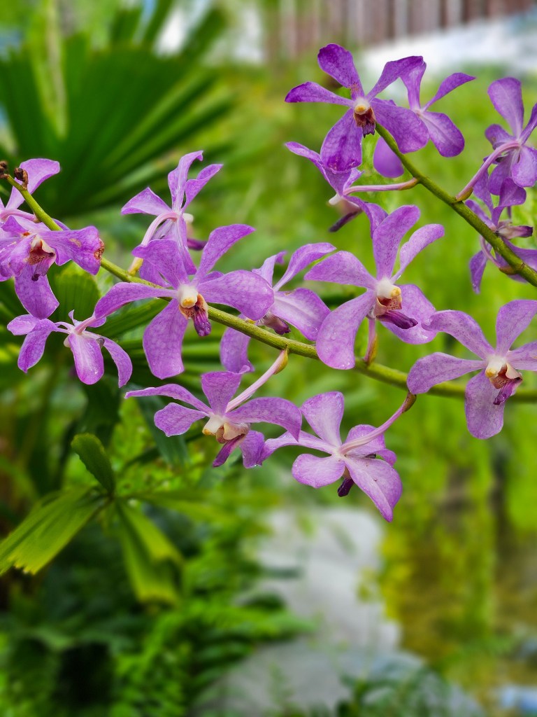 Perdana Botanical Garden