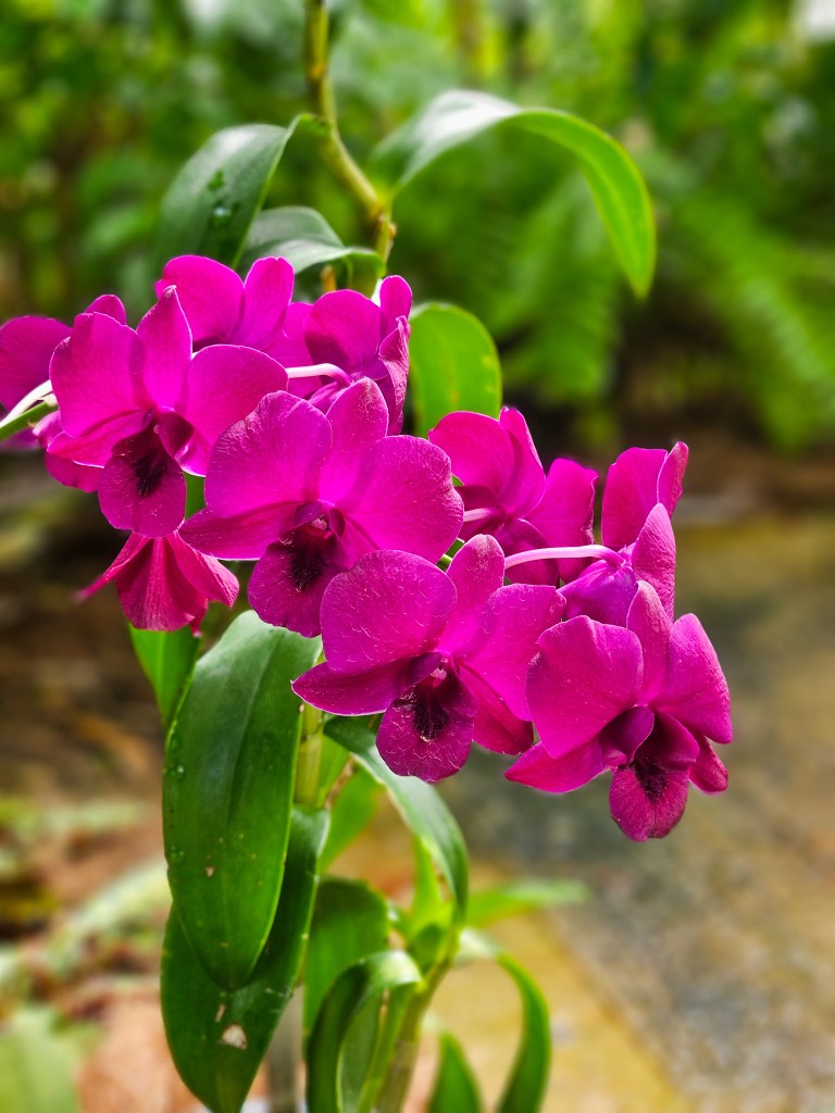 Perdana Botanical Garden