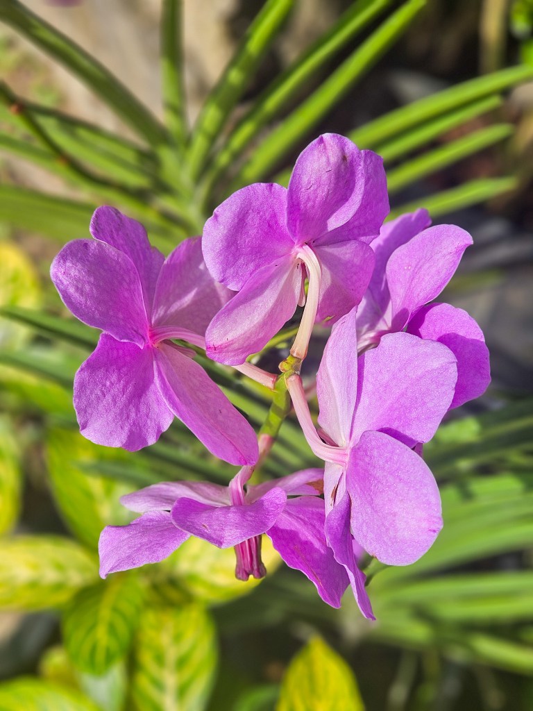 Perdana Botanical Garden