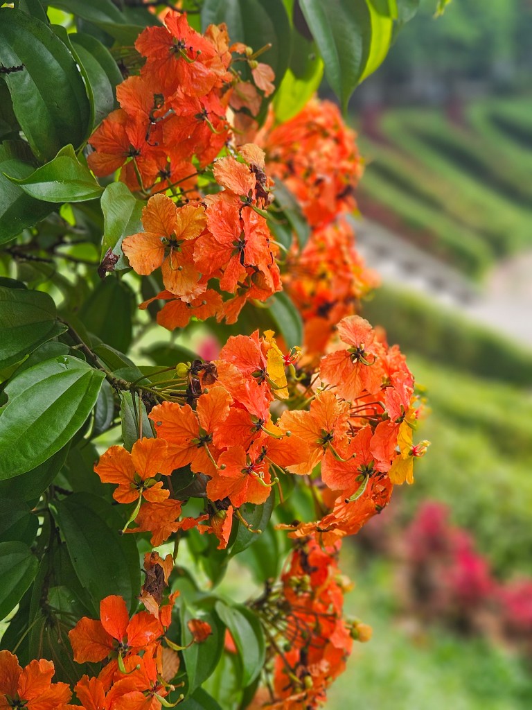 Perdana Botanical Garden