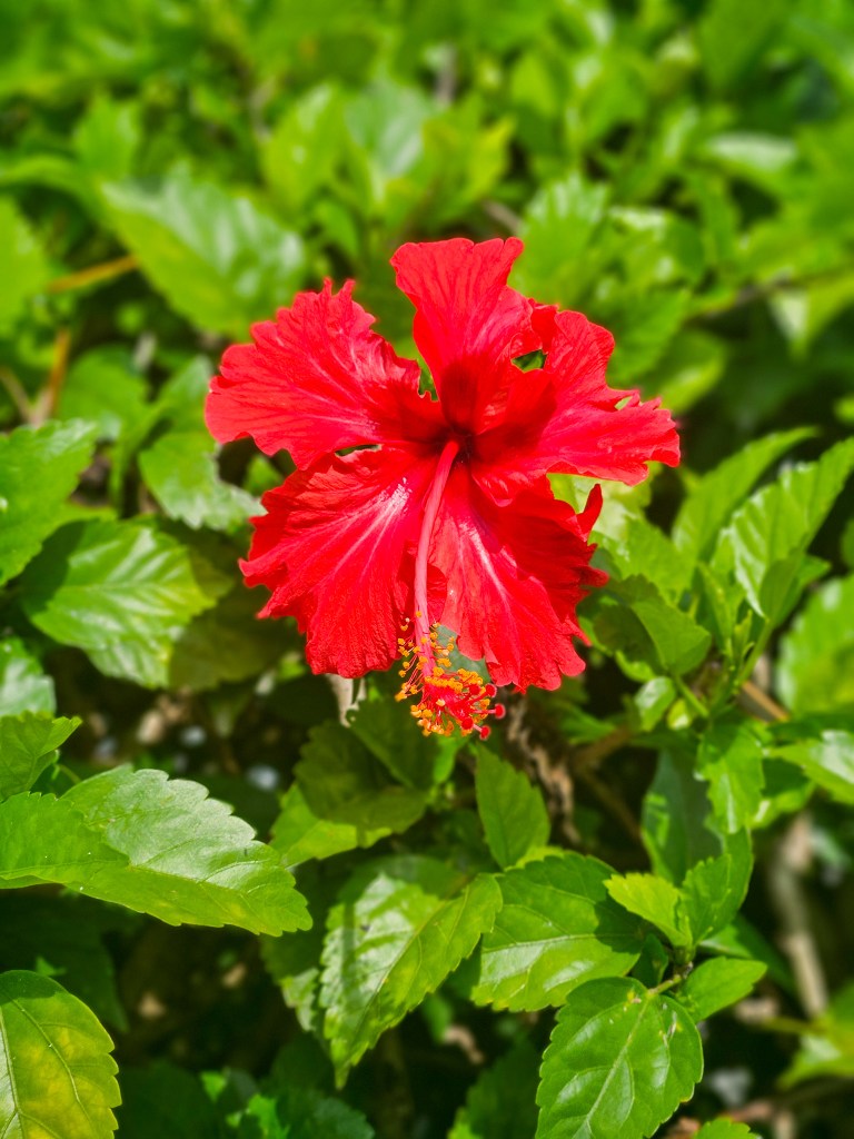 Perdana Botanical Garden