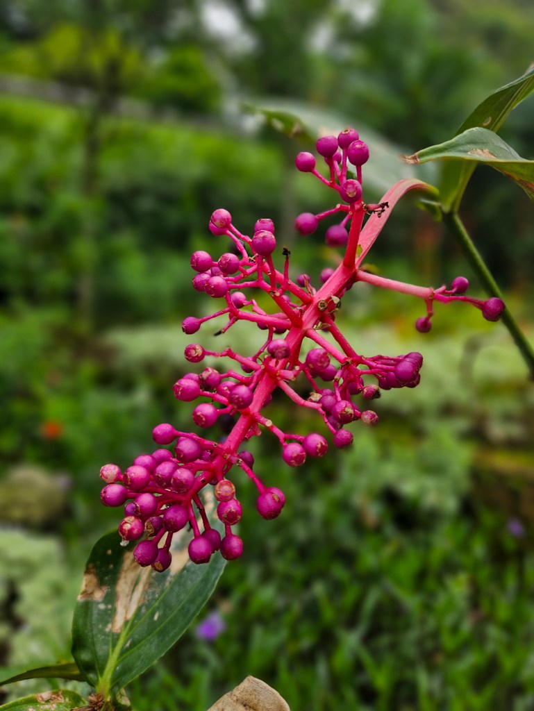 Sang Nila Utama Garden SIngapore