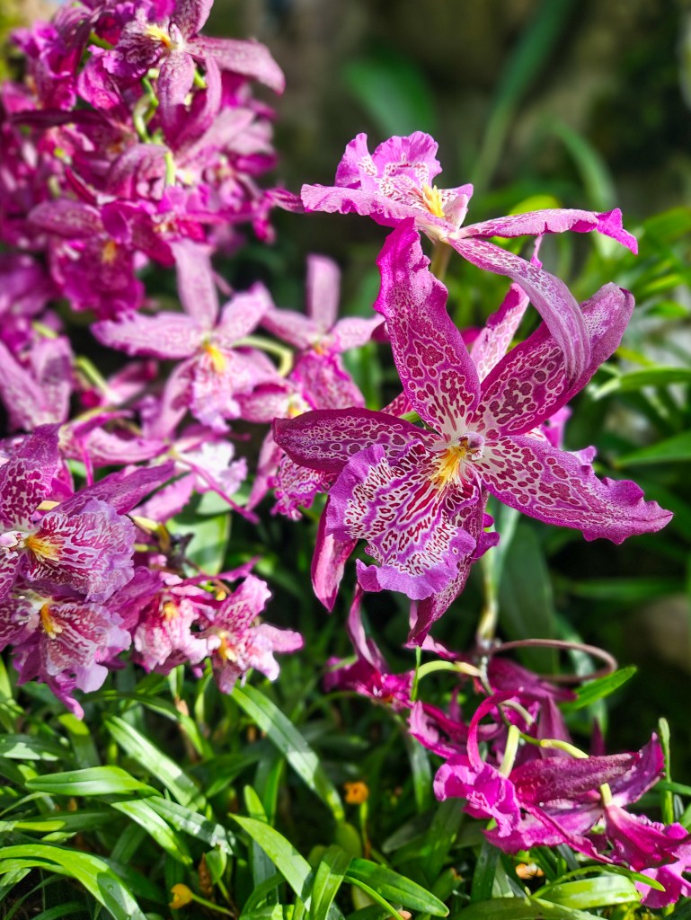Singapore National Orchid Garden