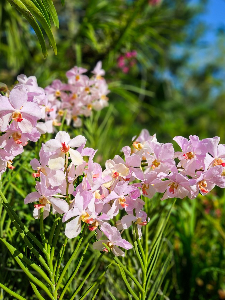 Singapore National Orchid Garden