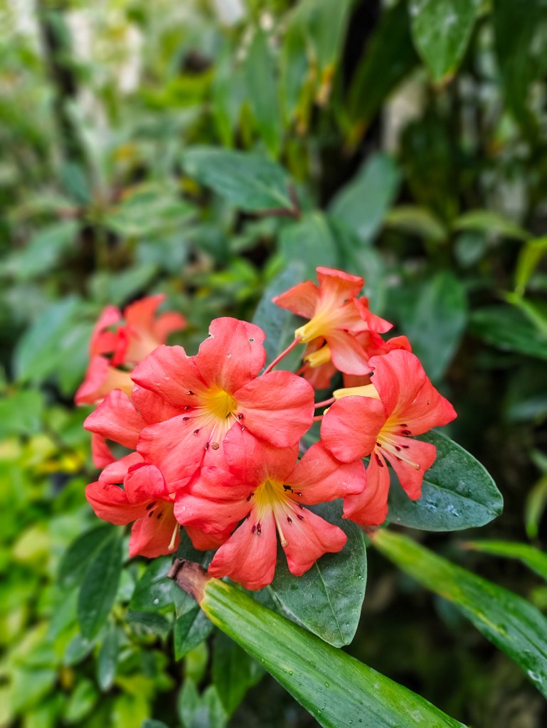 Singapore National Orchid Garden