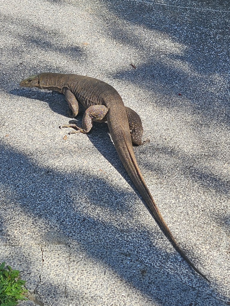 Singapore Botanic Gardens