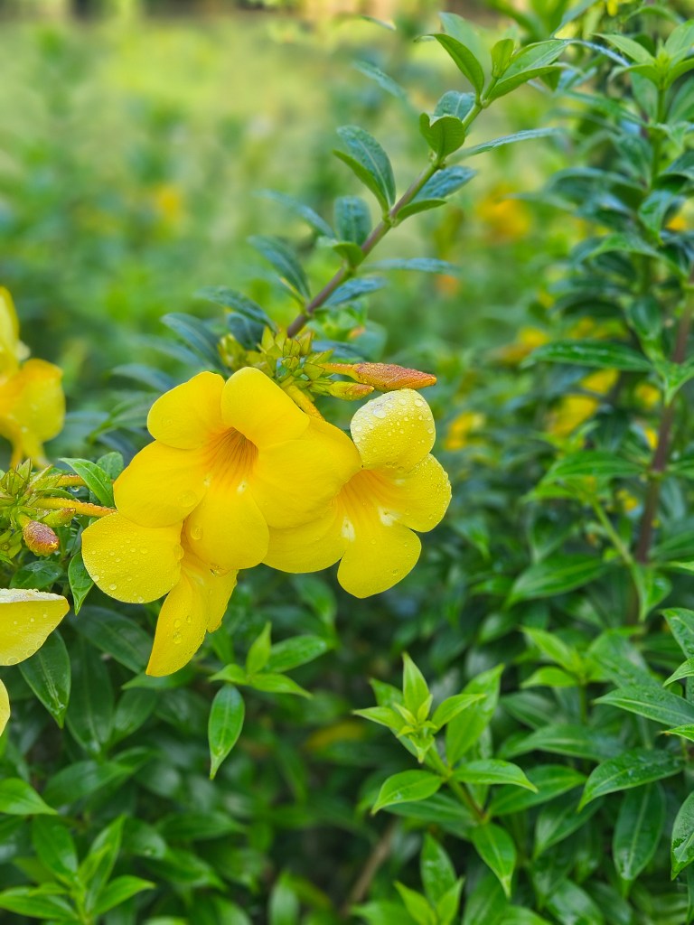 Singapore Botanic Gardens