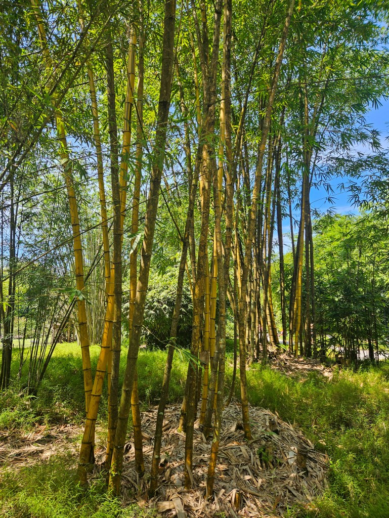 Singapore Botanic Gardens