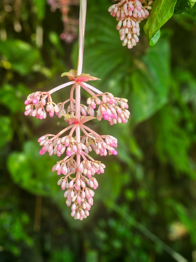 Gardens by the Bay Outdoor gardens