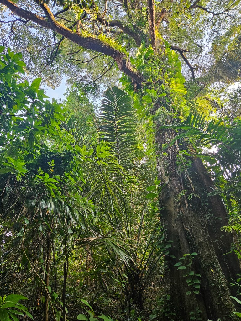 Marang Trail Singapore