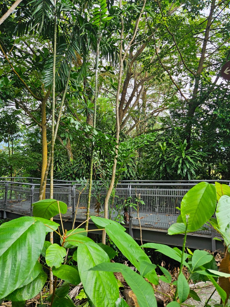 Forest Walk Singapore