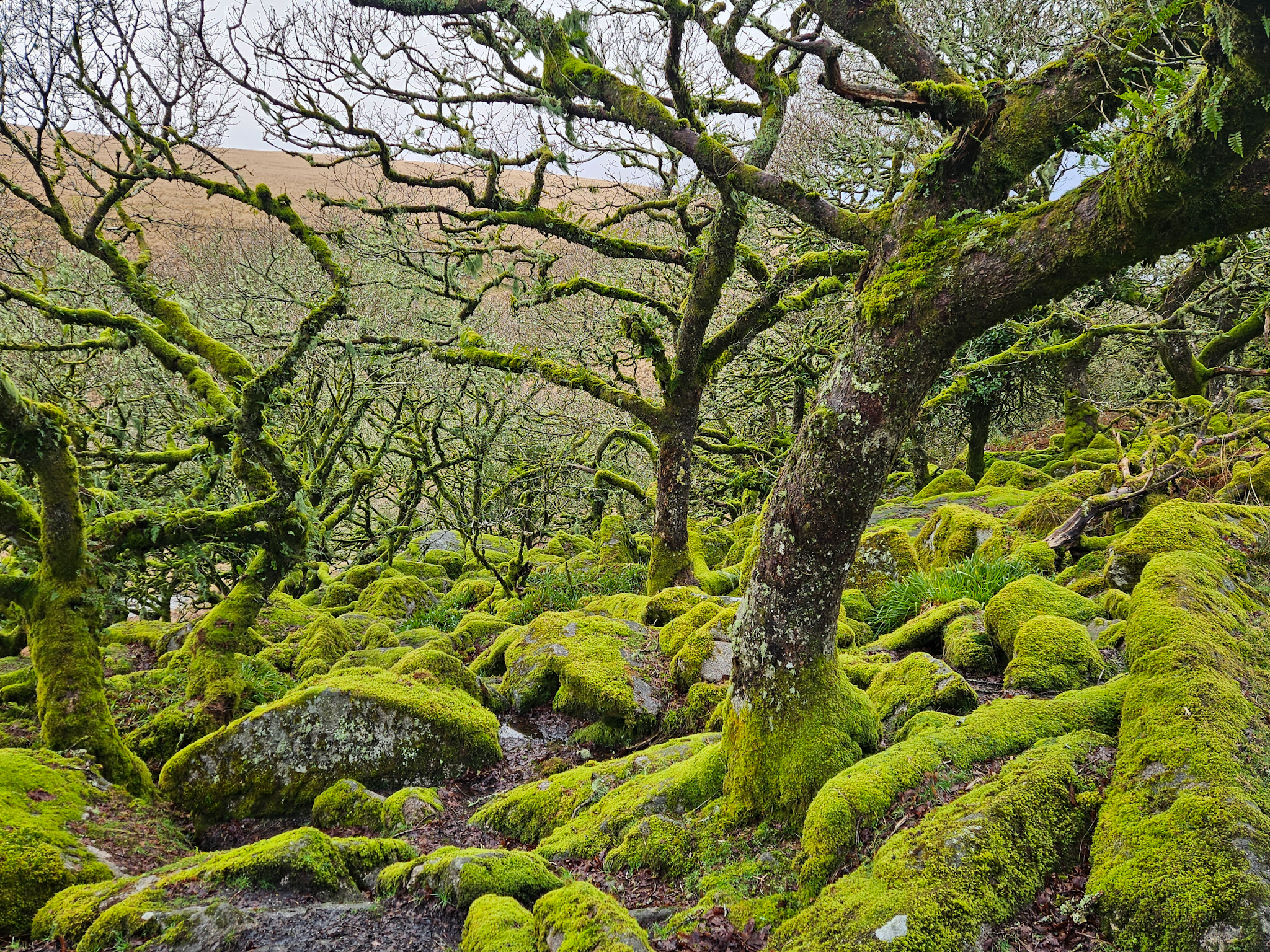 Wistman’s Wood and Powder Mills Circular Walk, Devon: A Hiking Guide