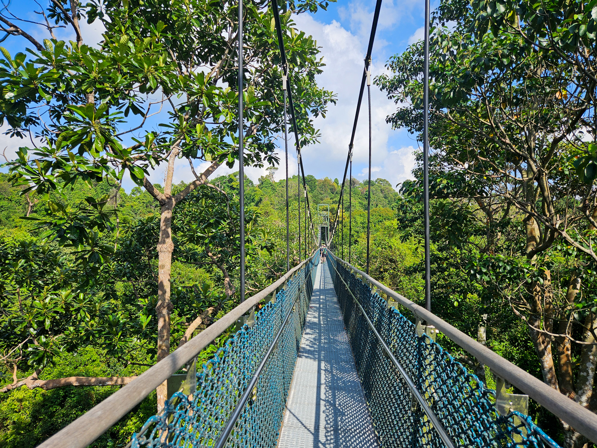 Exploring Singapore’s MacRitchie Treetop Walk